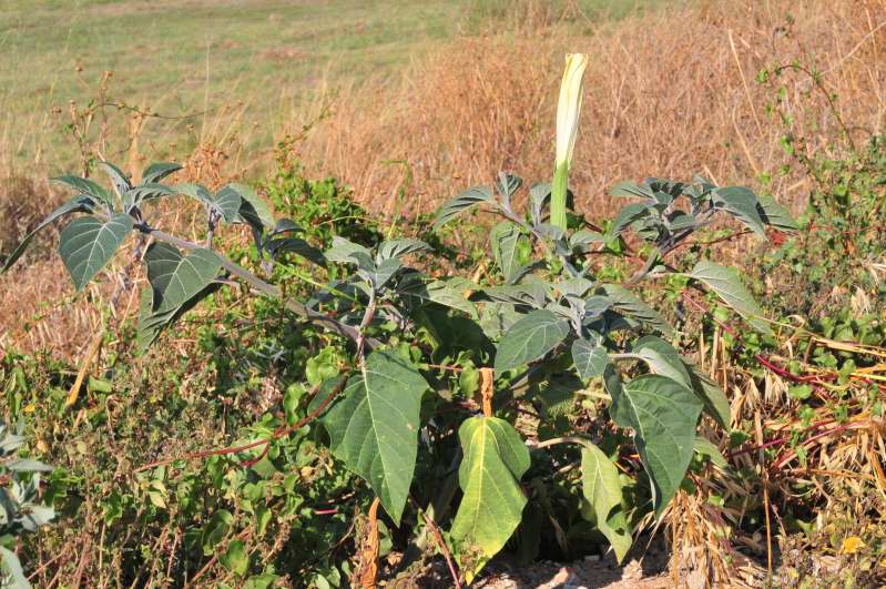 Datura inoxia / Stramonio metello